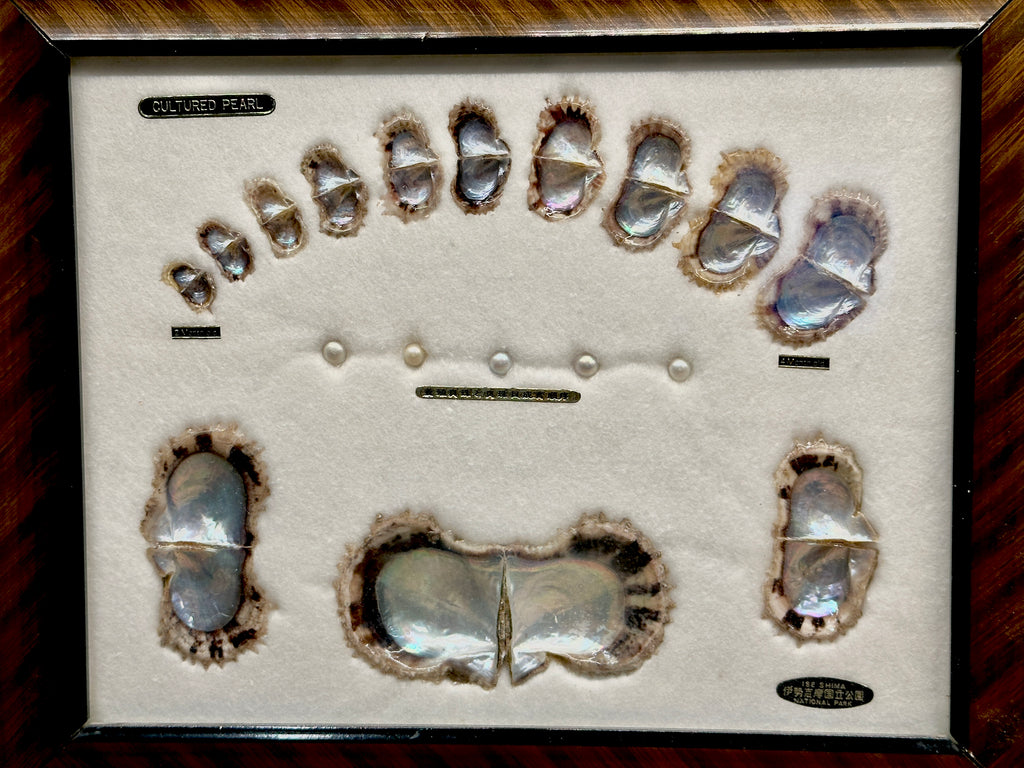 The Akoya Pearl's Journey: Understanding Ise-Shima's Pearl Cultivation