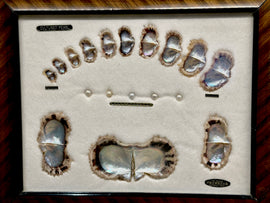 The Akoya Pearl's Journey: Understanding Ise-Shima's Pearl Cultivation