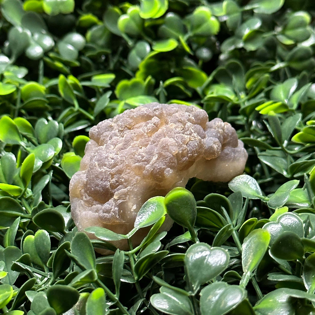 What Is a Witches Wart Stone? The Strange Gem Nobody Can Stop Talking About