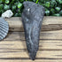 Black Partial Megalodon Fossil Tooth - 4"