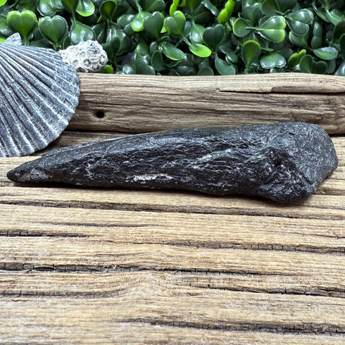 Black Partial Megalodon Fossil Tooth - 4"