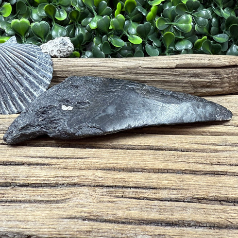 Black Partial Megalodon Fossil Tooth - 4"
