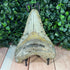 Authentic Megalodon Tooth Fossil - Large 4.75" Collectible Shark Tooth