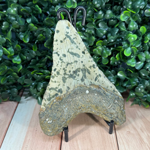 Authentic Megalodon Tooth Fossil - Large 4.75" Collectible Shark Tooth