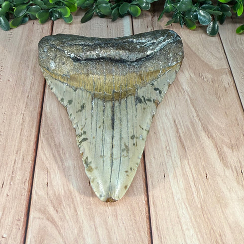Authentic Megalodon Tooth Fossil - Large 4.75" Collectible Shark Tooth