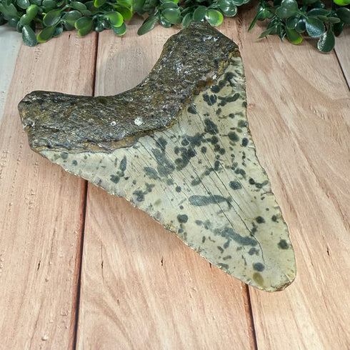 Authentic Megalodon Tooth Fossil - Large 4.75" Collectible Shark Tooth