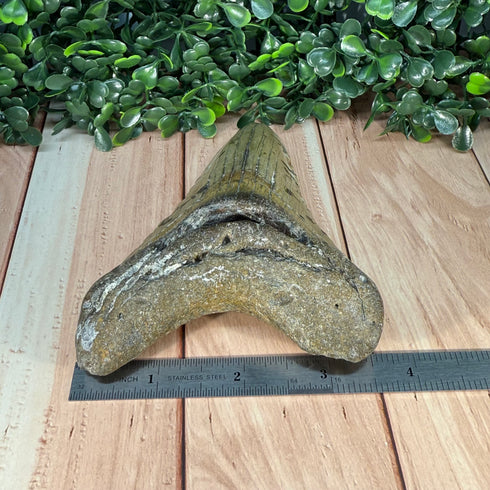 Authentic Megalodon Tooth Fossil - Large 4.75" Collectible Shark Tooth