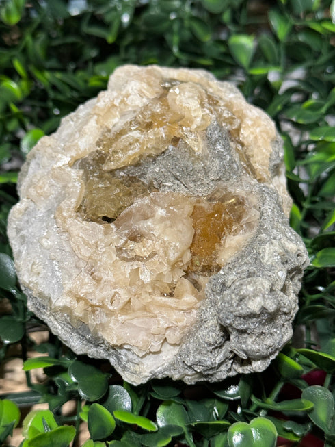 Calcite Mercenaria Clam Fossil from Ruck’s Pit specimen