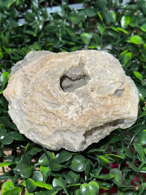 Calcite Mercenaria Clam Fossil from Ruck’s Pit specimen