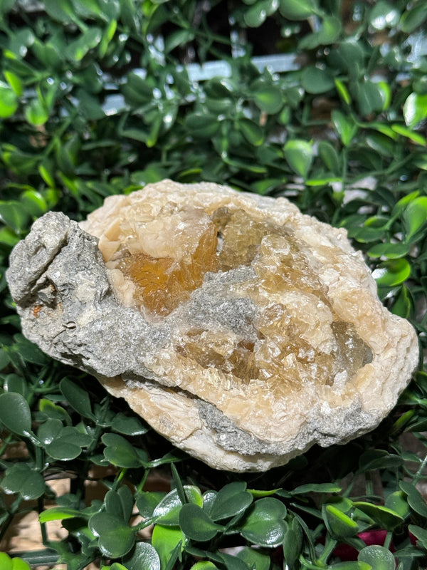 Calcite Mercenaria Clam Fossil from Ruck’s Pit specimen