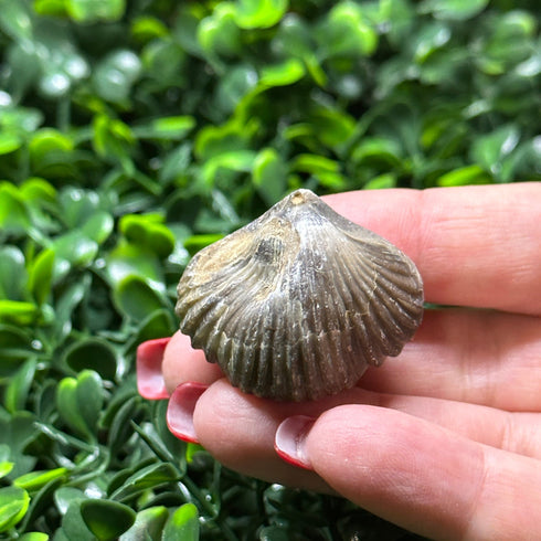 Rhynchonellida Brachiopod Fossil Shell - Moroccan Specimen specimen