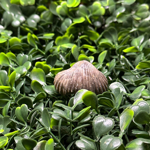 Witch’s Wart Chalcedony Specimen specimen