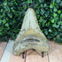 Authentic Megalodon Tooth Fossil - Large 4.75" Collectible Shark Tooth specimens