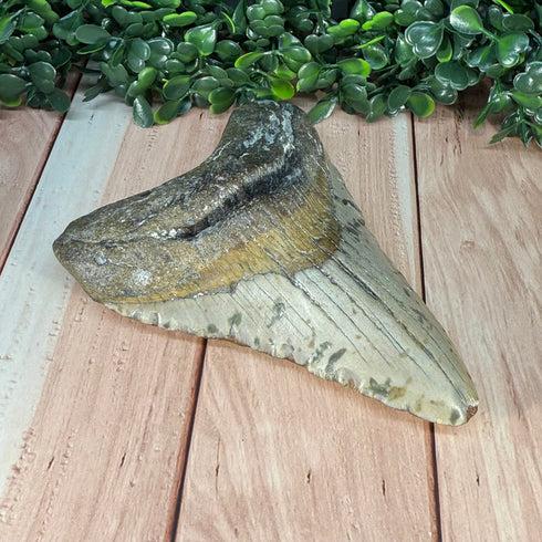 Authentic Megalodon Tooth Fossil - Large 4.75" Collectible Shark Tooth specimens