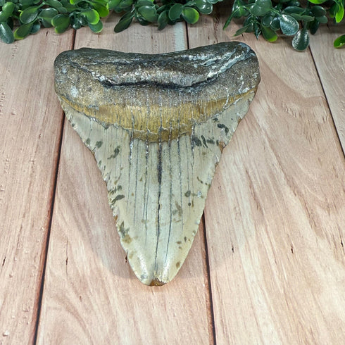Authentic Megalodon Tooth Fossil - Large 4.75" Collectible Shark Tooth specimens