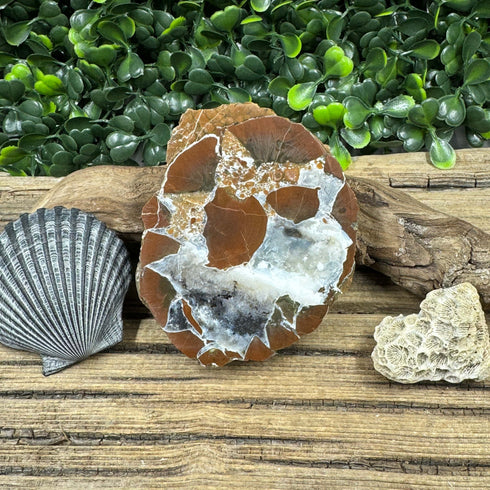 Brecciated Thunder Egg – Unique Reddish Brown specimens