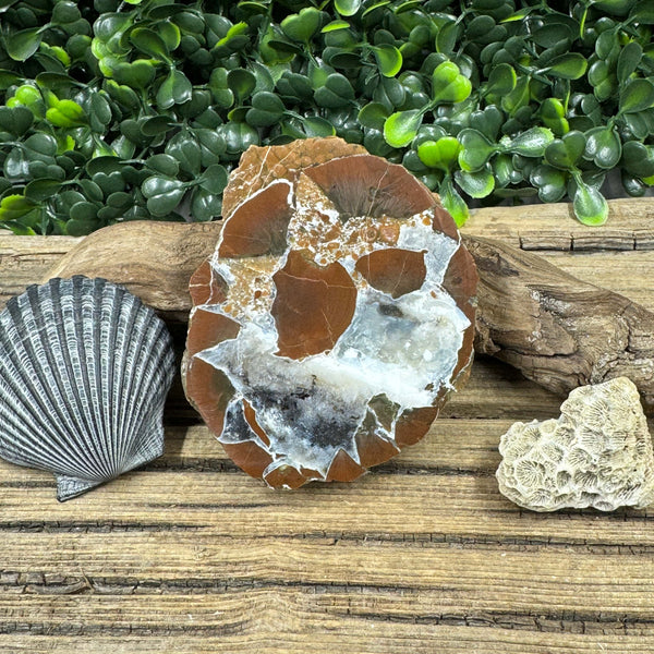 Brecciated Thunder Egg – Unique Reddish Brown specimens