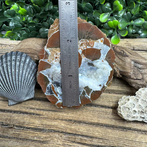 Brecciated Thunder Egg – Unique Reddish Brown specimens