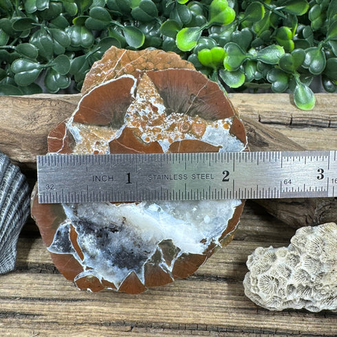 Brecciated Thunder Egg – Unique Reddish Brown specimens