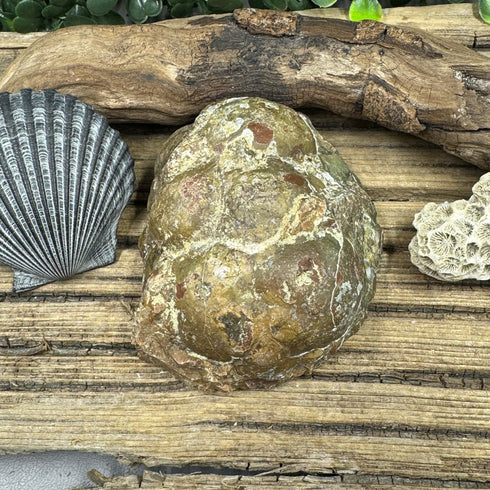 Brecciated Thunder Egg – Unique Reddish Brown specimens