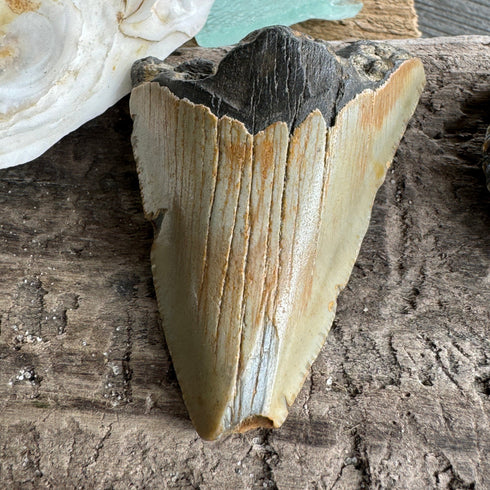 Partial Megalodon Fossil Tooth - 2” specimens