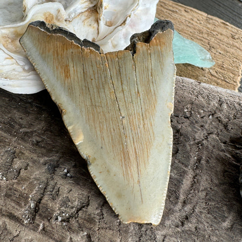 Partial Megalodon Fossil Tooth - 2” specimens