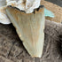 Partial Megalodon Fossil Tooth - 2” specimens