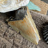 Partial Megalodon Fossil Tooth - 2” specimens