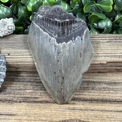 Partial Megalodon Fossilized Tooth specimens