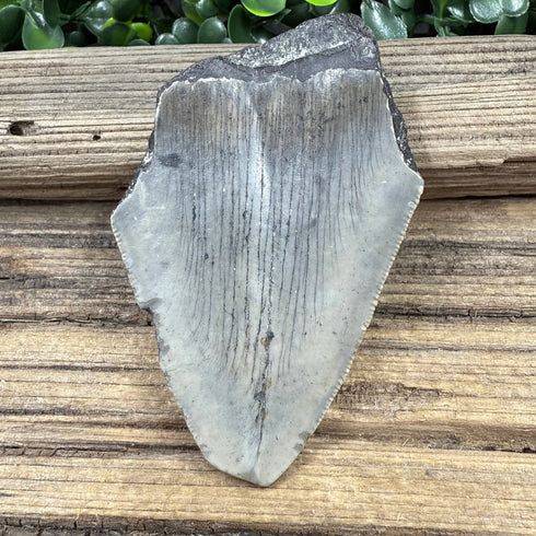 Partial Megalodon Fossilized Tooth specimens