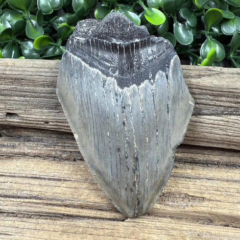 Partial Megalodon Fossilized Tooth specimens