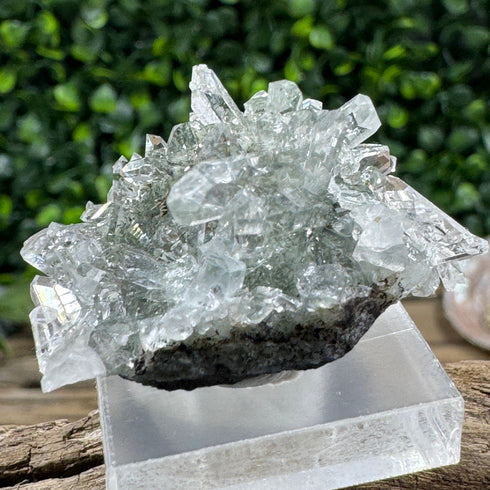 Sparkling Namibian Quartz Cluster from Streep Mine - Clear Crystal Points, 1.5" by 1" Size specimens