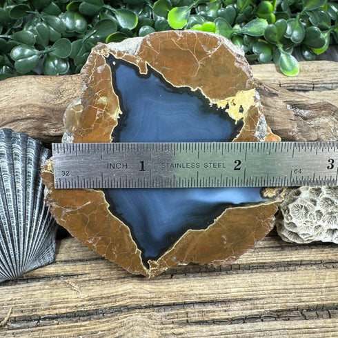 Star-Shaped Thunder Egg Geode – Polished Oregon Agate, 2.5” specimens
