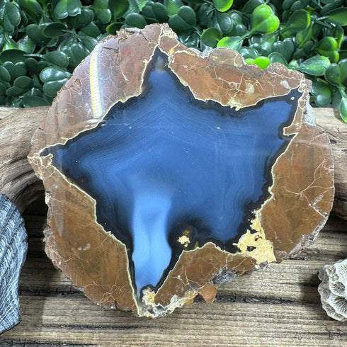 Star-Shaped Thunder Egg Geode – Polished Oregon Agate, 2.5” specimens