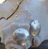 Sterling Silver Sand Dollar Earrings Beach Jewelry