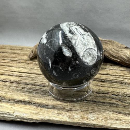 Orthoceras Sphere specimen