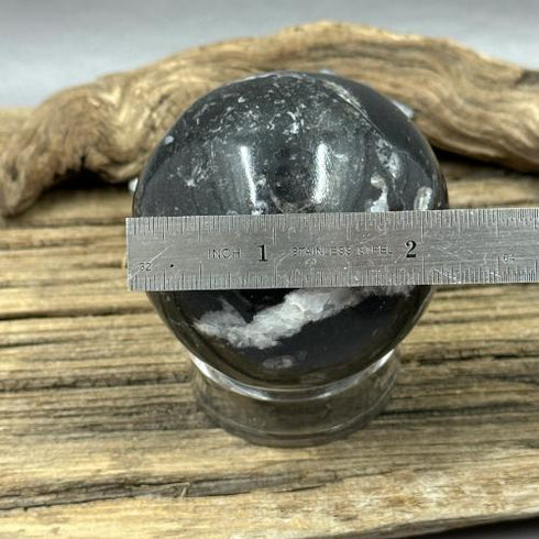 Orthoceras Sphere specimen