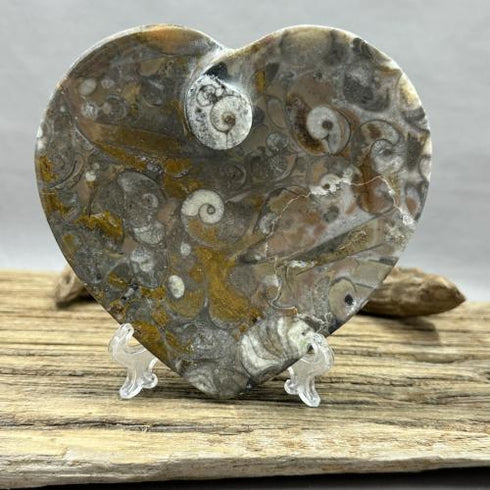 Ammonite and Fossils Heart Plate specimens