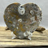 Ammonite and Fossils Heart Plate specimens