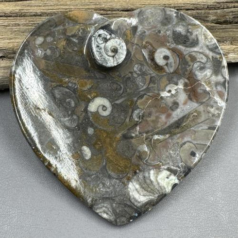 Ammonite and Fossils Heart Plate specimens
