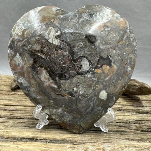 Ammonite and Fossils Heart Plate specimens
